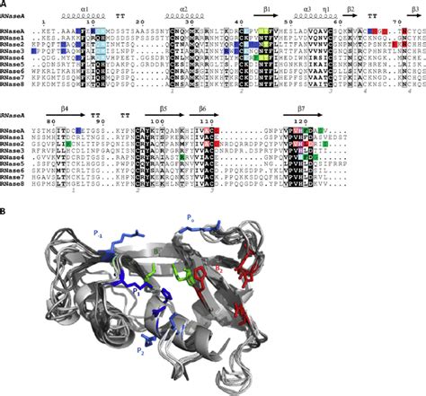 rnase super powers